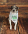 St. Patrick's Personalized Dog Bandana  Lucky Charm - Green Dog Scarf- St. Patty's Dog Clothes  - Custom Dog - Shamrock - St Pattys Day