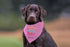 Birthday Queen Dog Bandana Dog Girl Birthday Tie On Bandana Custom Dog Bandana Personalized Dog Bandana Dog Scarf Embroidered Dog Bandana