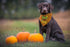 Halloween Dog Bandana, Keep the Tricks I'm here for the Treats, Dog Costume, Trick or Treat Dog  Tie on Bandana, Neck Scarf, Pet Costume