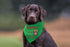 Christmas Dog Bandana, Happy Howlidays, Custom Dog Bandanna, Tie on Bandana, Neck Scarf, Pet Costume, Reindeer dog bandana