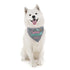 Spring Personalized Dog Bandana - Spring is in the Air- Summer Dog Bandana - Dog Neck Scarf - Custom Dog Bandana - Personalized Dog Bandana