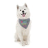 Spring Personalized Dog Bandana - Hello Spring - Summer Dog Bandana - Dog Neck Scarf - Custom Dog Bandana - Personalized Dog Bandana