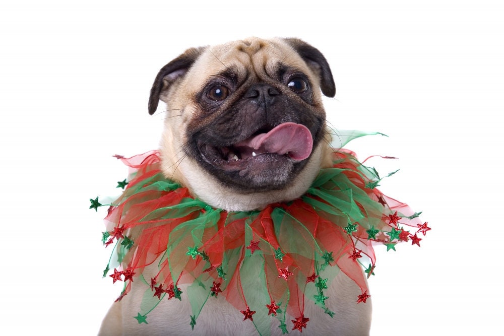 Dog Collars: Holiday Collars